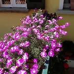 Casa Azzurra * Μενάτζιο